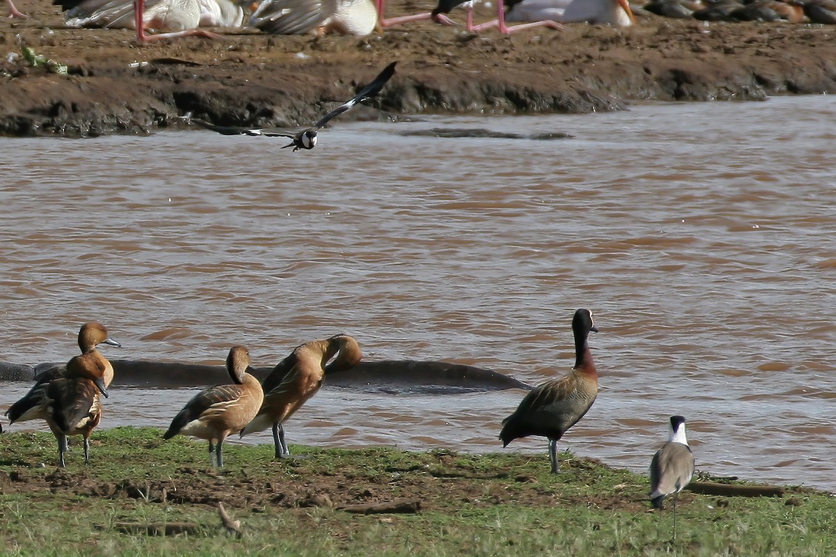 Spur-winged Lapwing - ML616132031