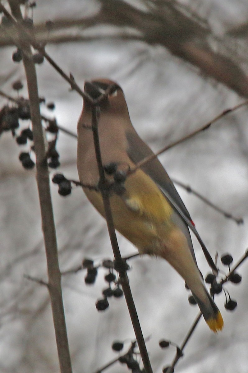 Cedar Waxwing - ML616132082