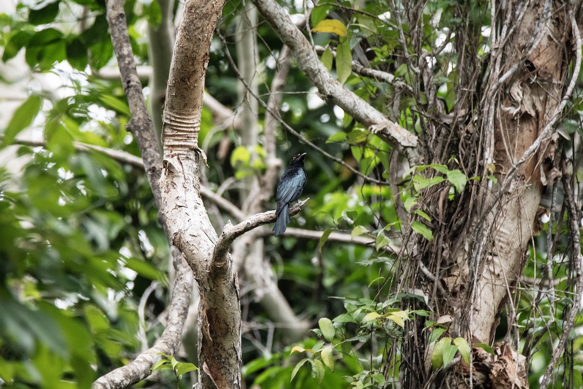 Spangled Drongo - ML616132168