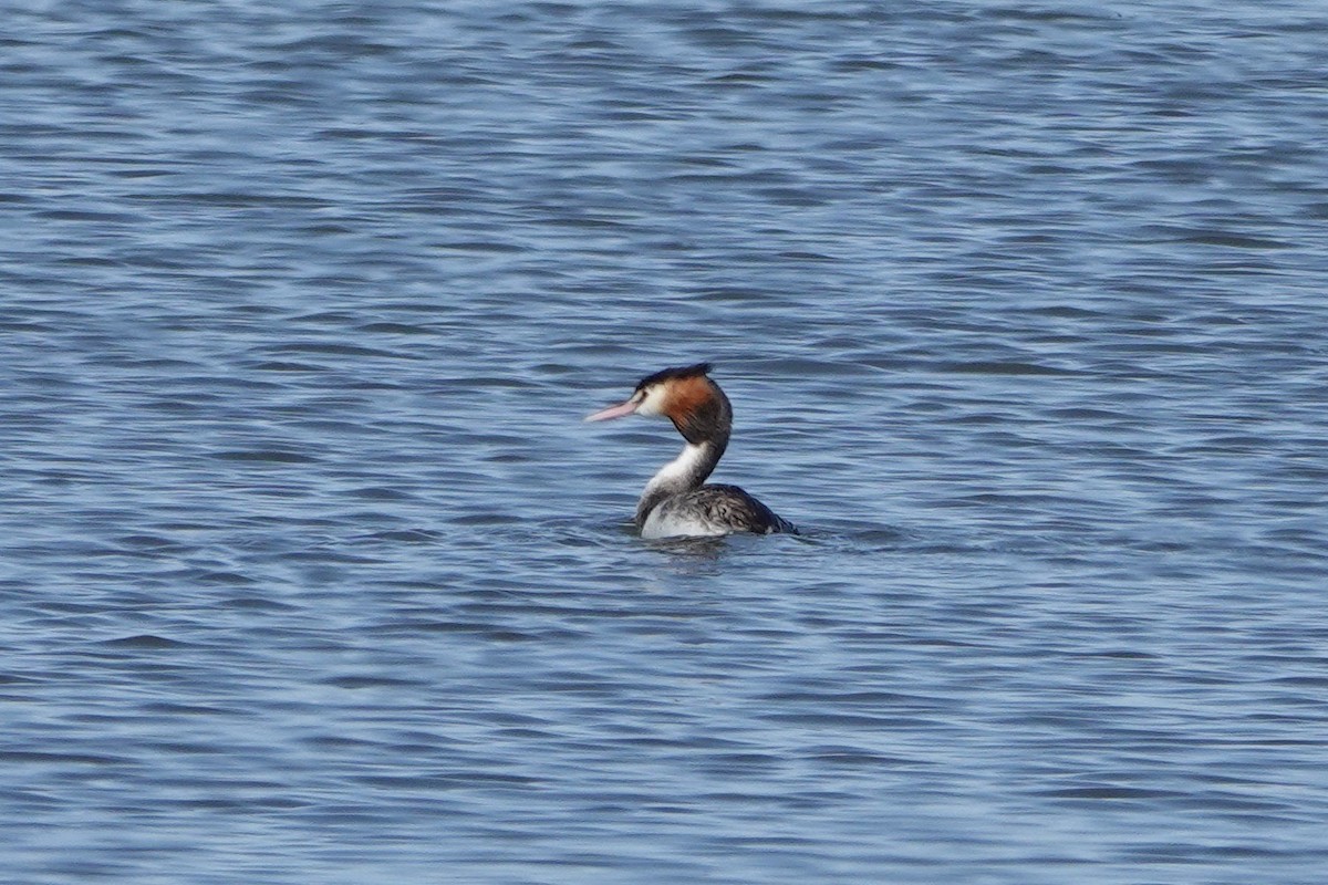 Great Crested Grebe - ML616132169