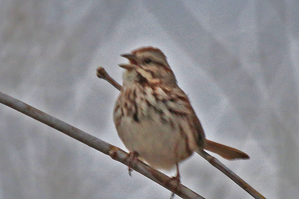 Song Sparrow - ML616132227