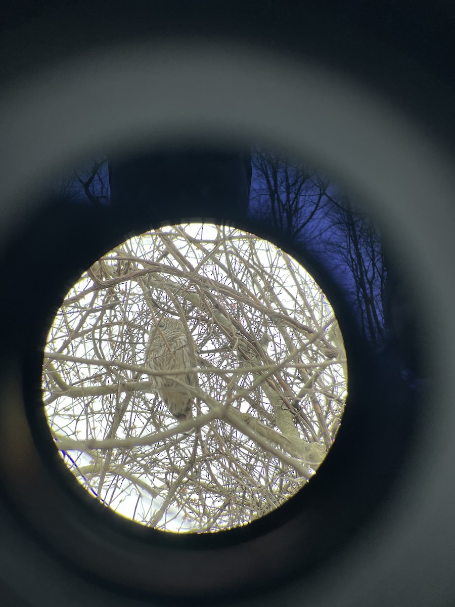 Barred Owl - ML616132252