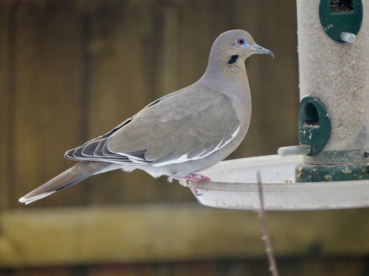 White-winged Dove - ML616132295