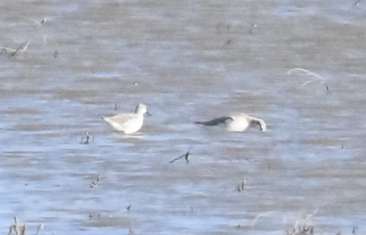 Wilson's Phalarope - Kyle Arvin