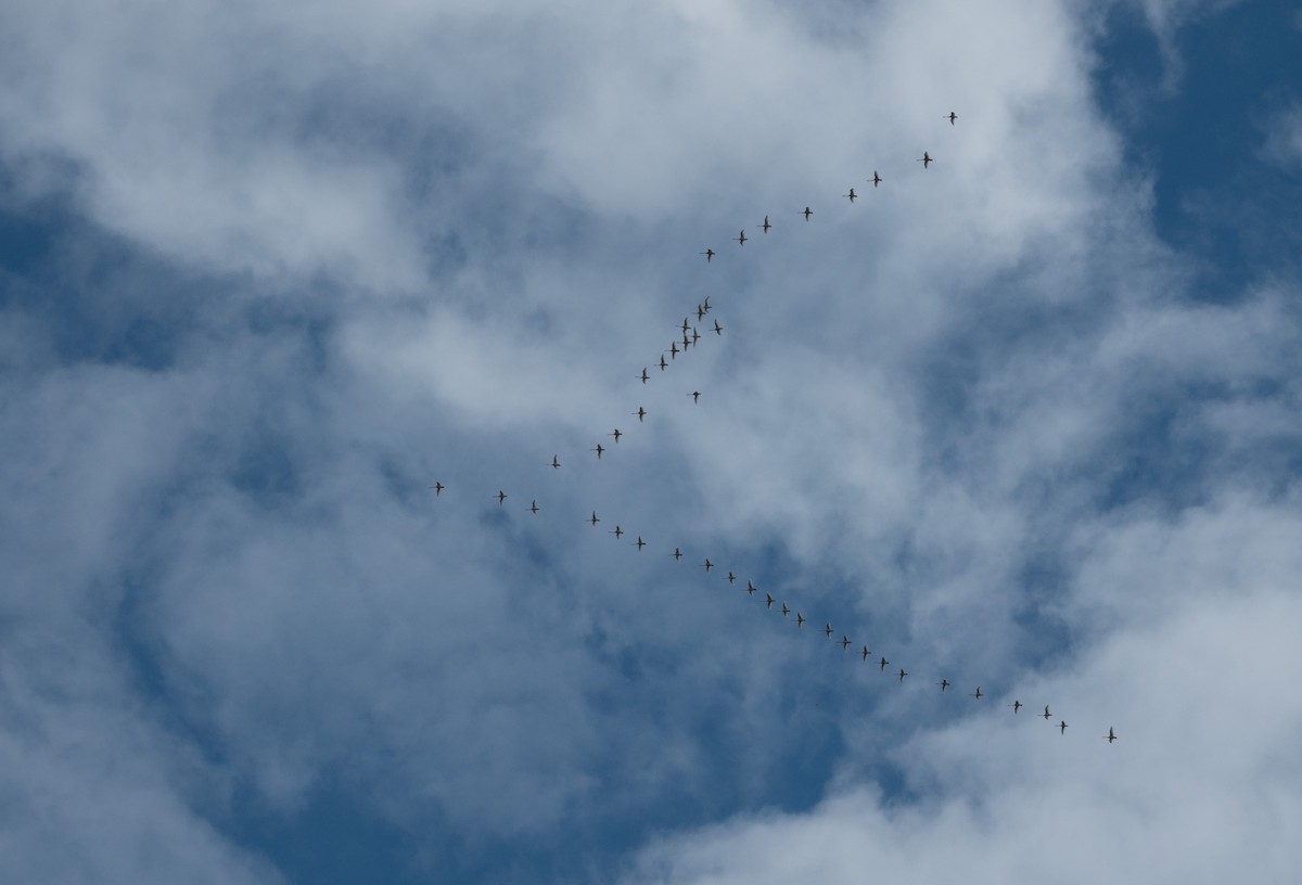 Tundra Swan - ML616132430