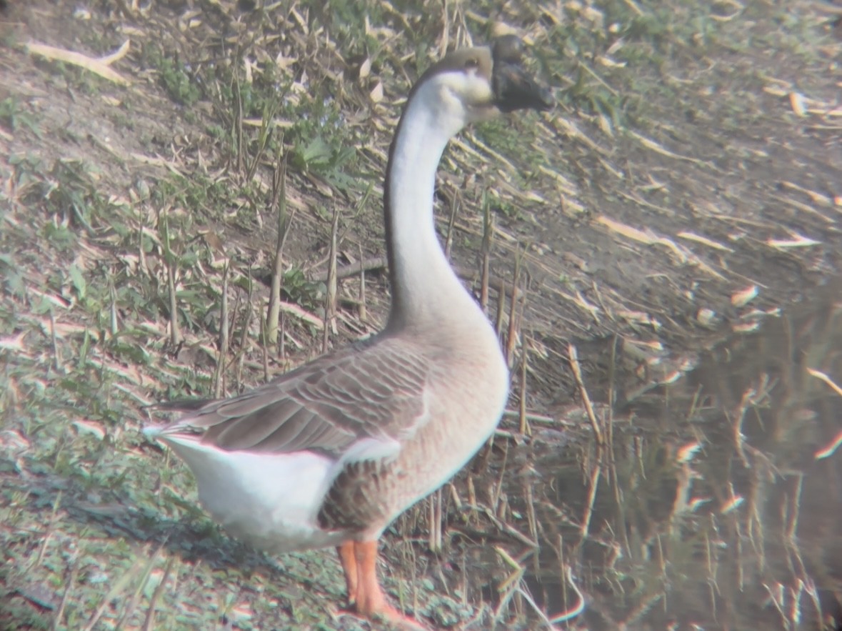 Swan Goose (Domestic type) - ML616132482