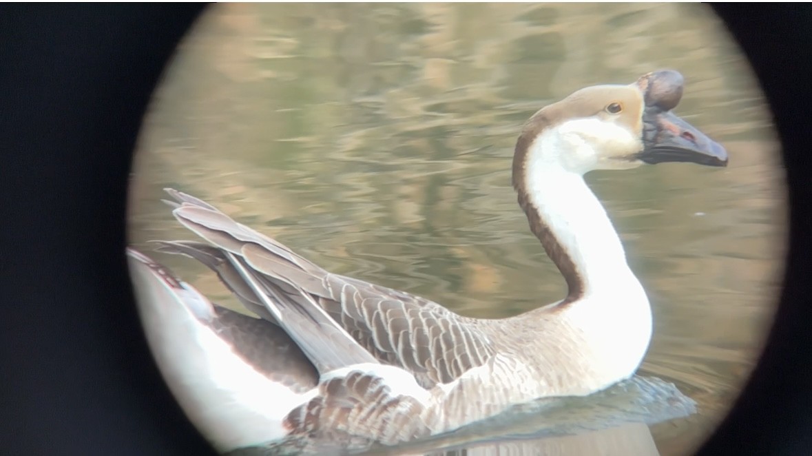 Swan Goose (Domestic type) - ML616132483