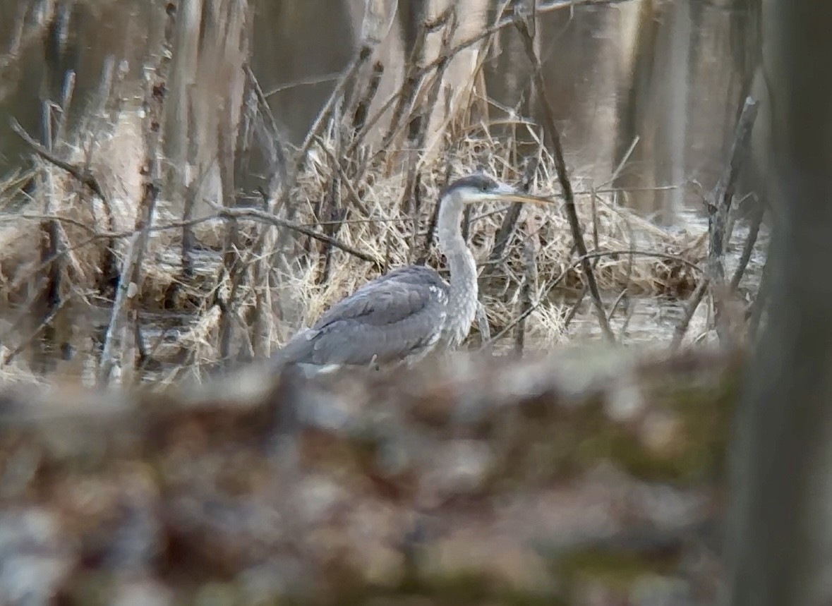 Great Blue Heron - ML616132518