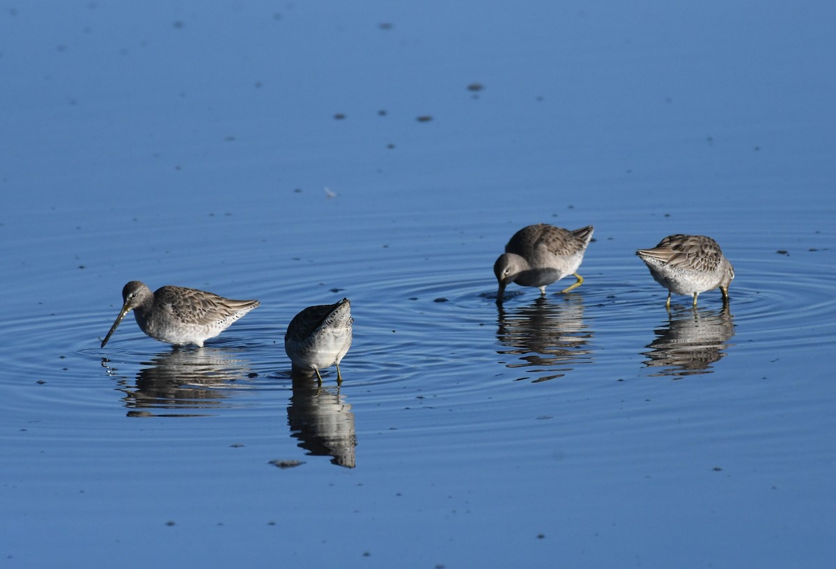 Long-billed Dowitcher - ML616132541