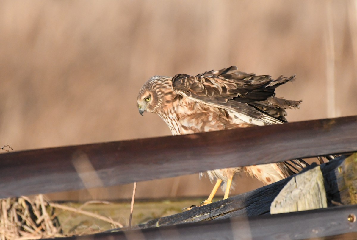 Northern Harrier - ML616132613