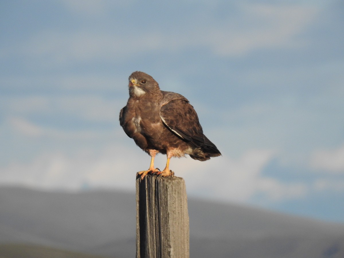 Swainson's Hawk - ML616132616