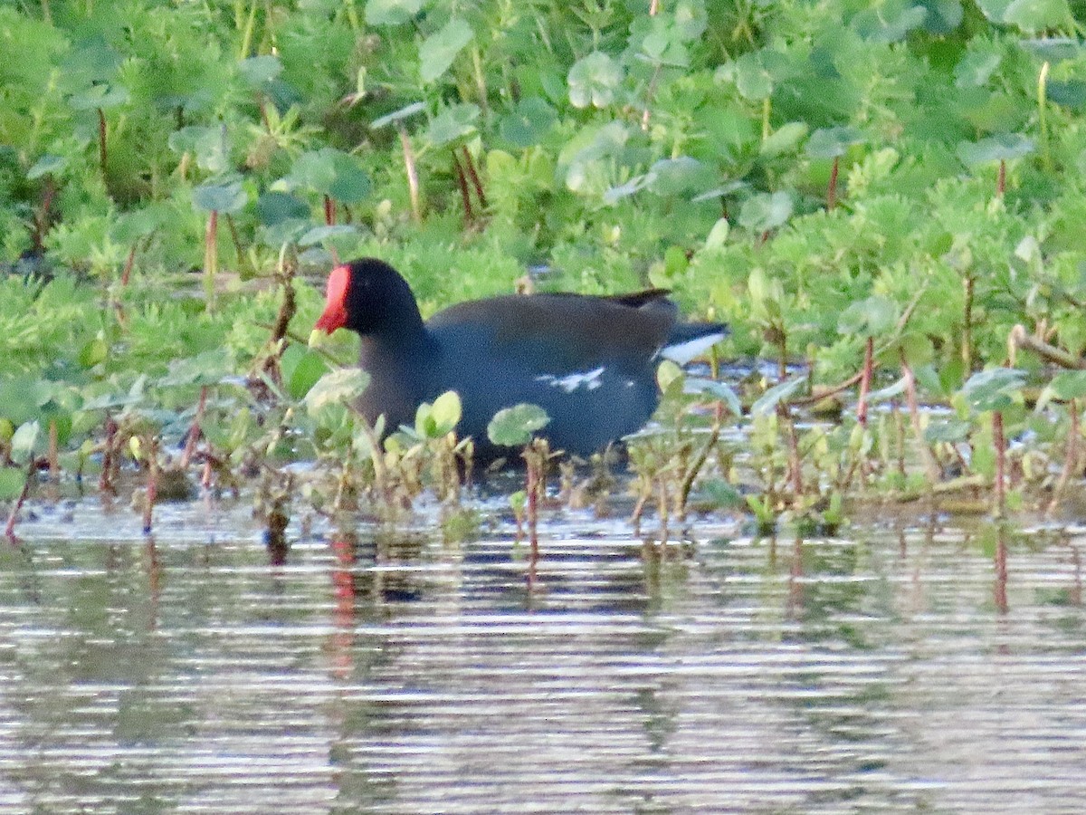 Common Gallinule - Craig Watson