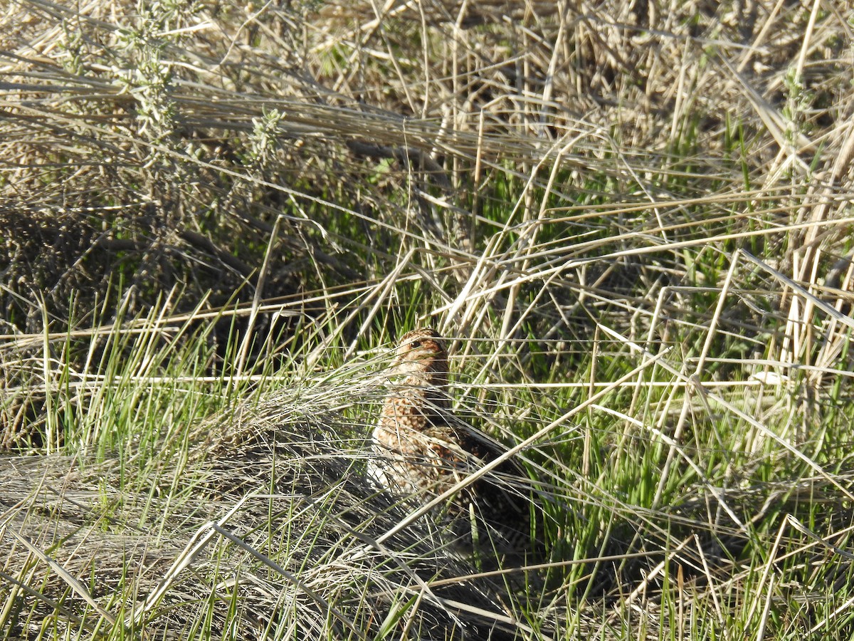 Wilson's Snipe - ML616132676