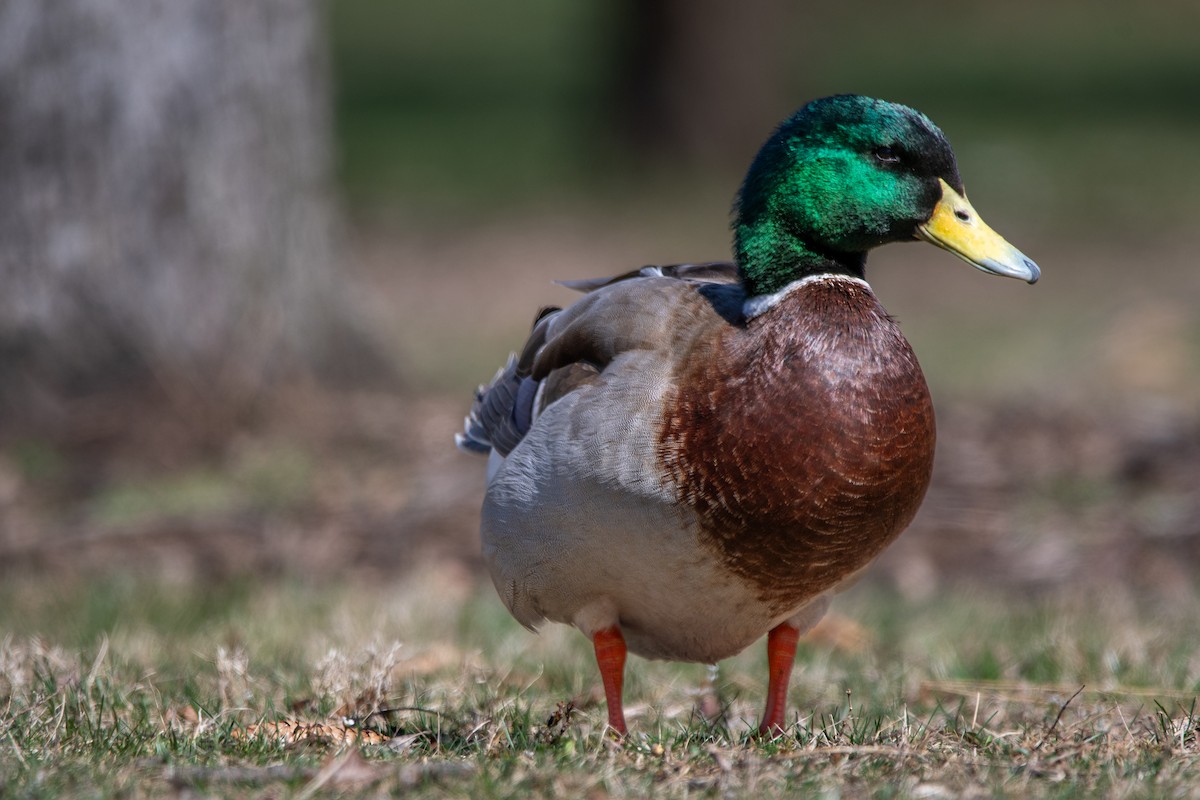 Canard colvert - ML616132686