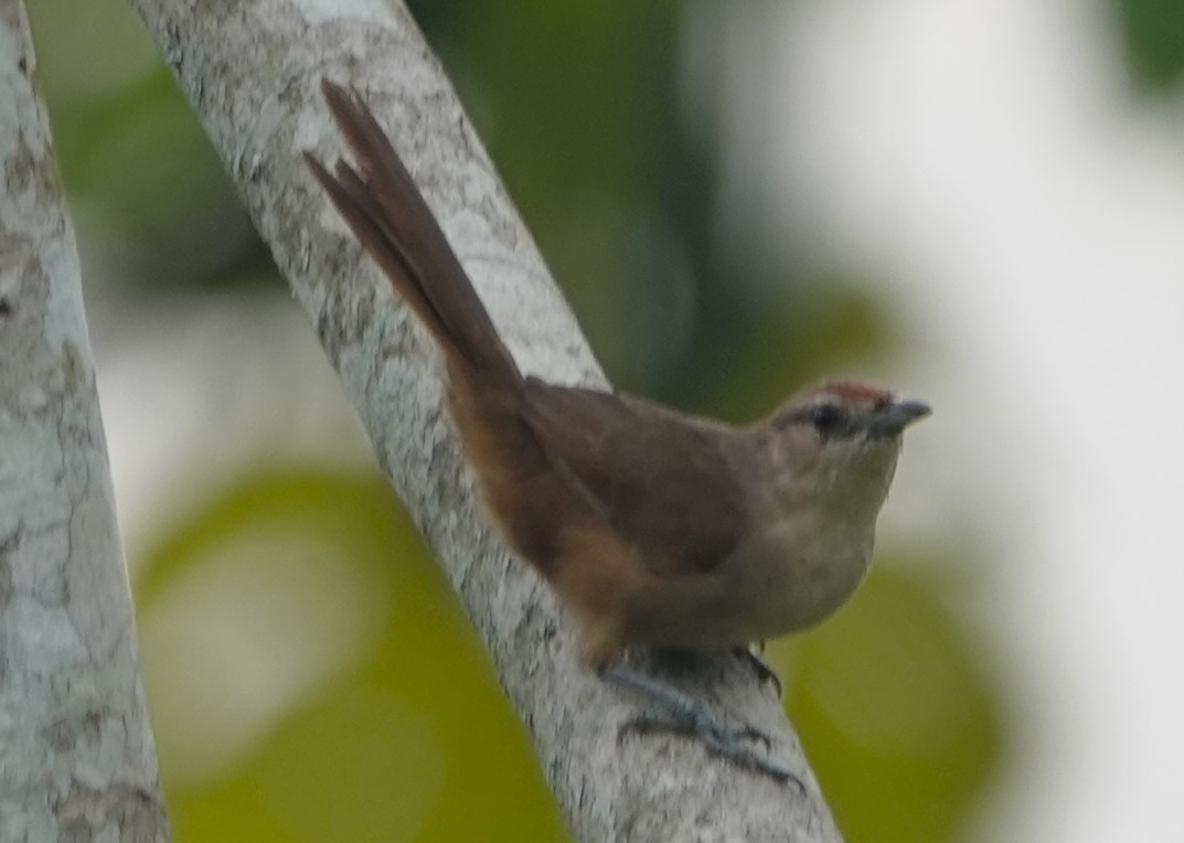 Rufous-fronted Thornbird - Peter Blancher