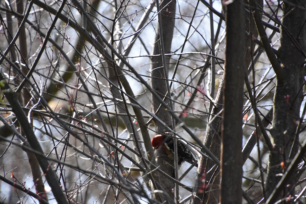 Red-breasted Sapsucker - ML616132697