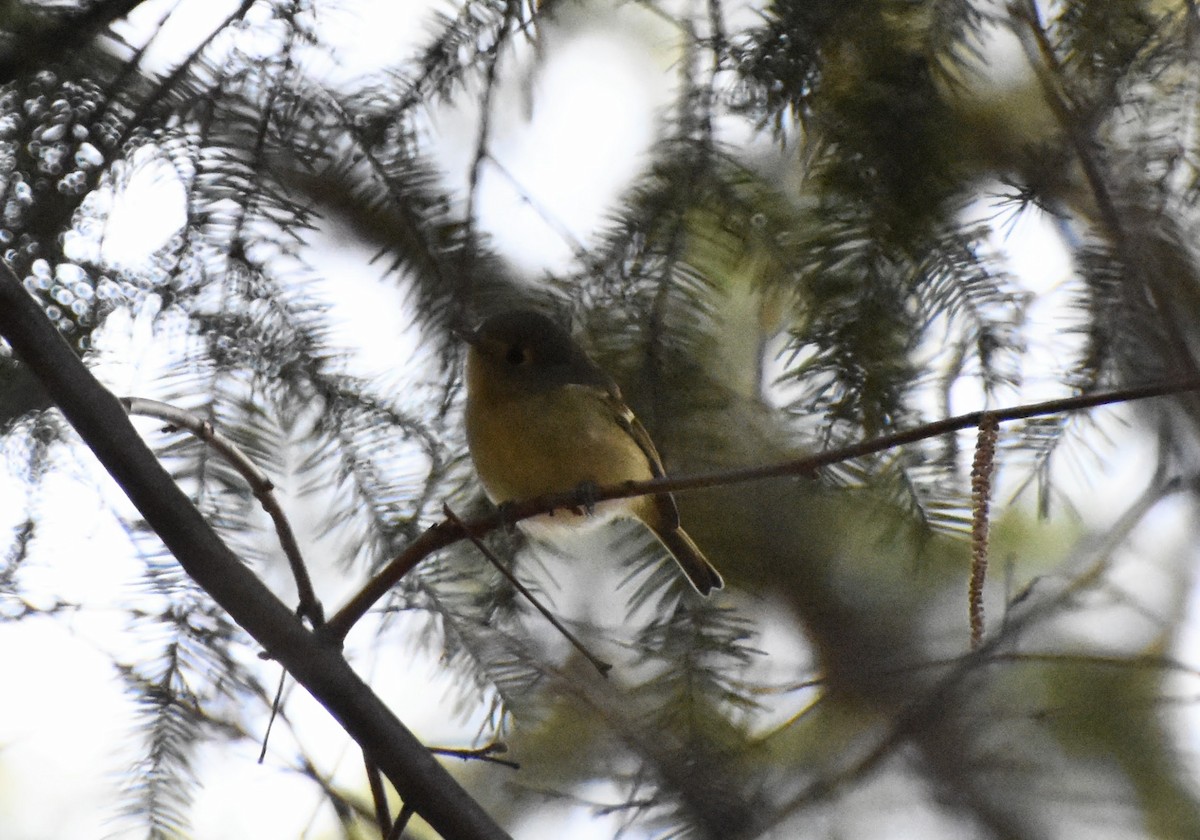 Hutton's Vireo - ML616132725