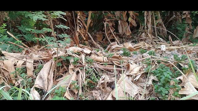 Ошейниковая веерохвостка - ML616132745