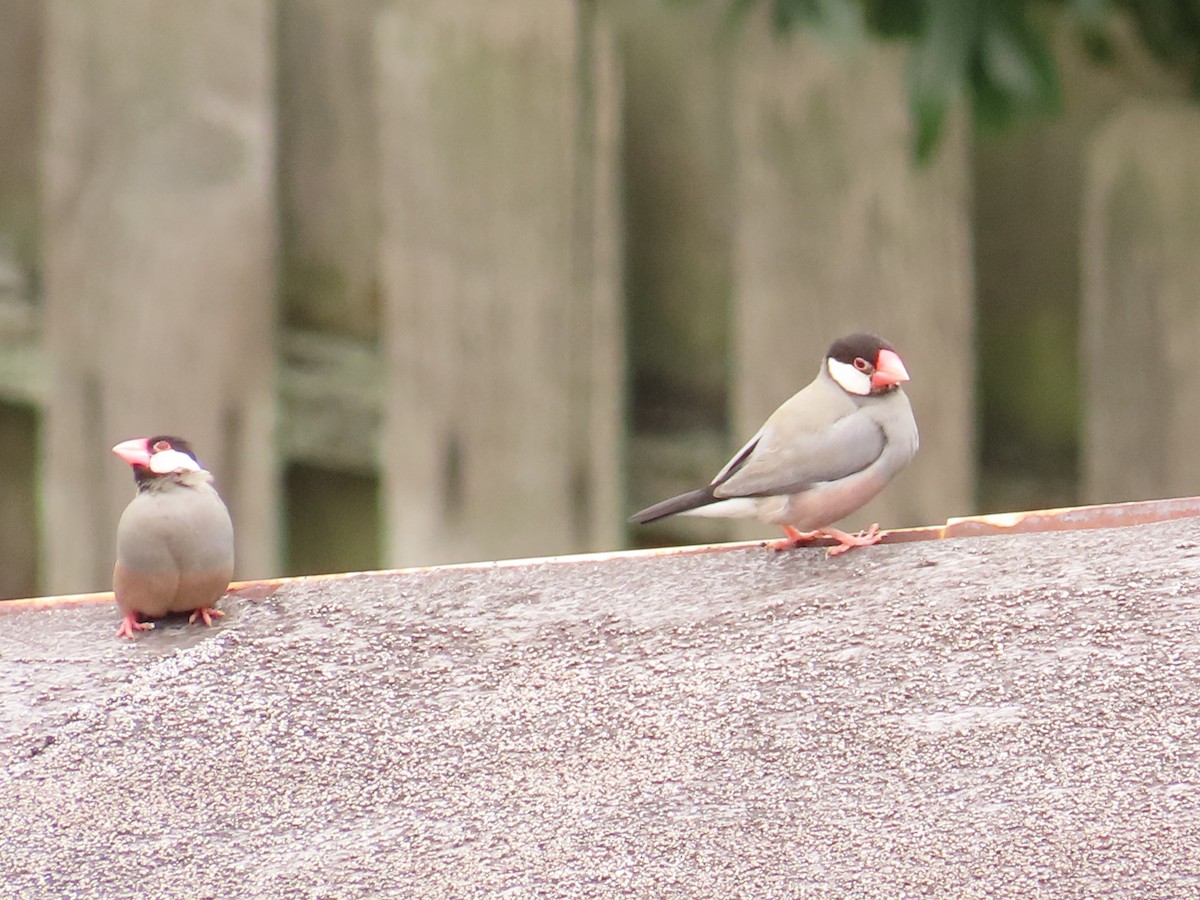 Java Sparrow - ML616132778