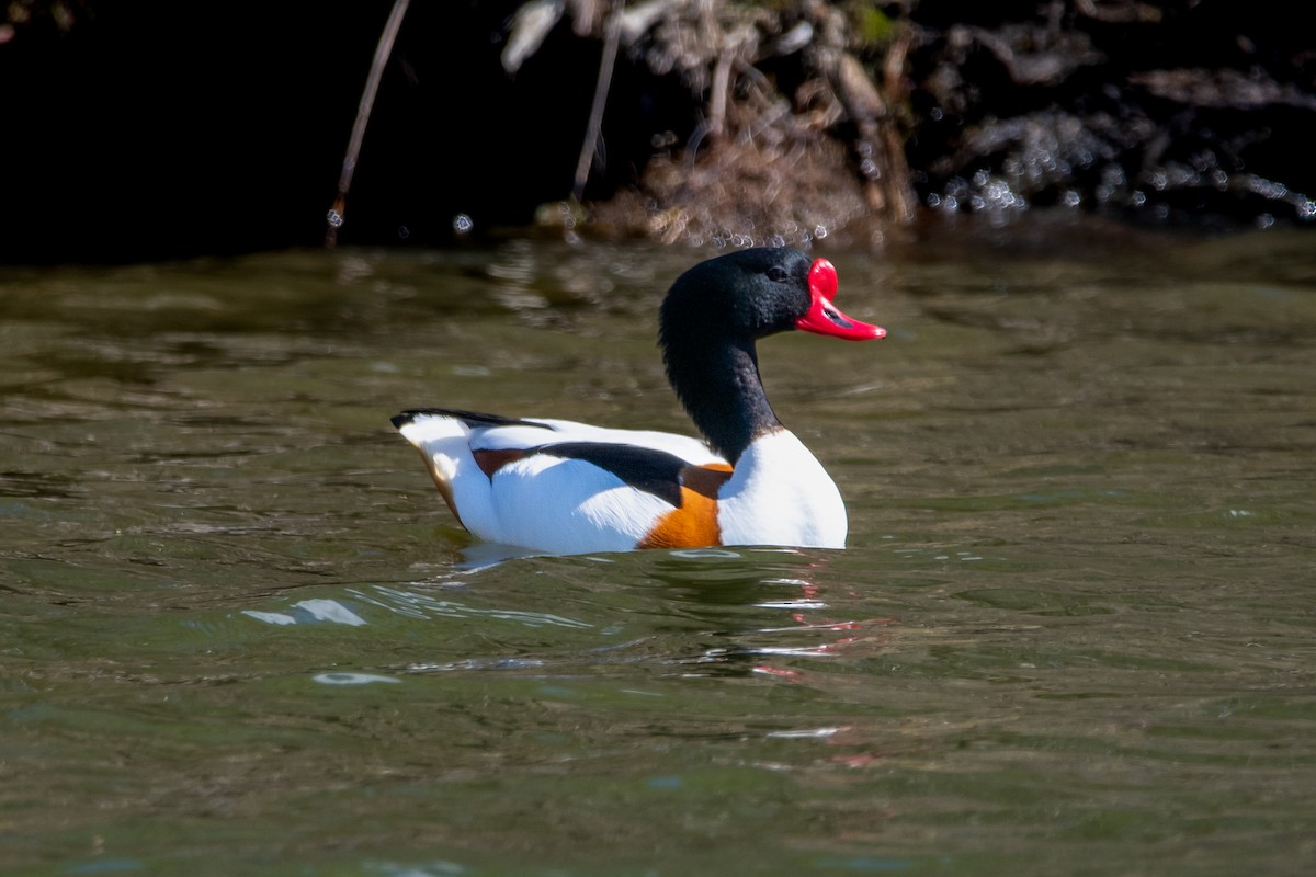 Common Shelduck - ML616132787