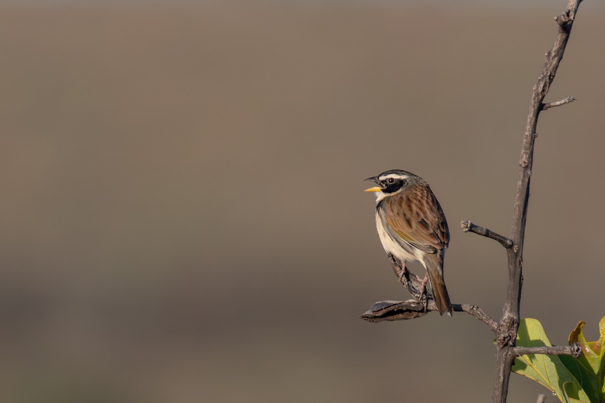 Black-masked Finch - ML616132791