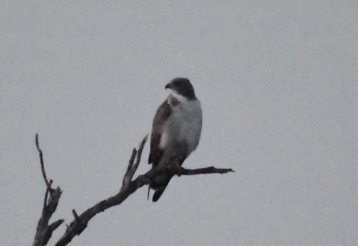 White-tailed Hawk - Kyle Arvin