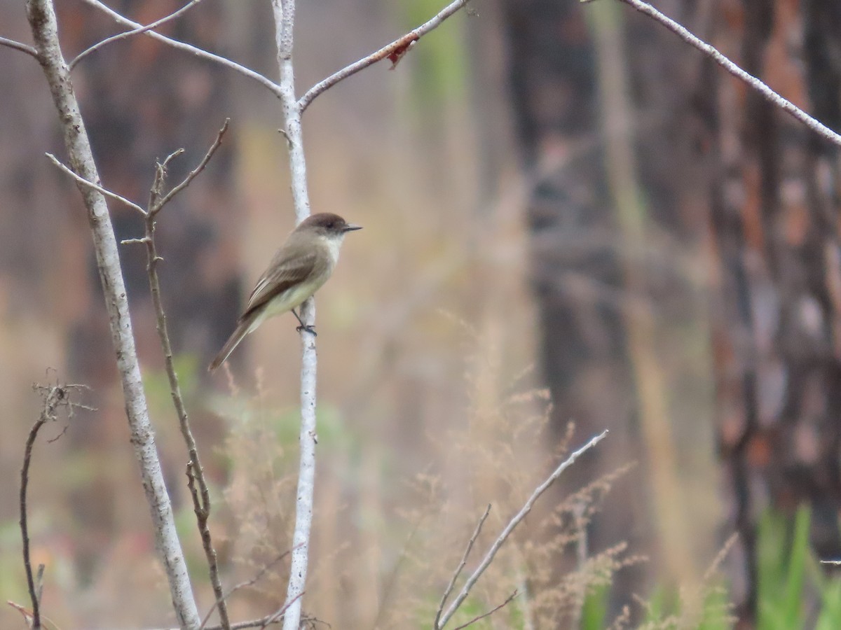 Eastern Phoebe - Rhonda Langelaan