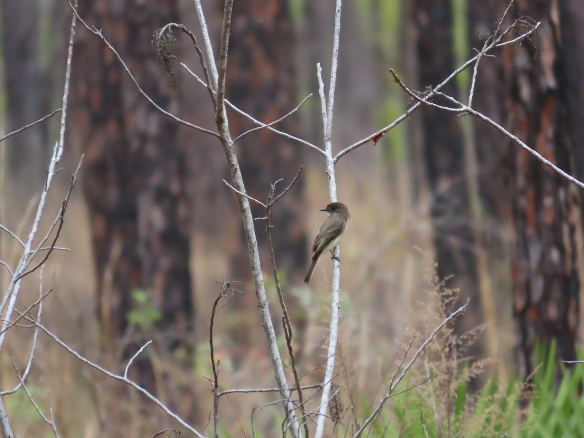 Eastern Phoebe - Rhonda Langelaan