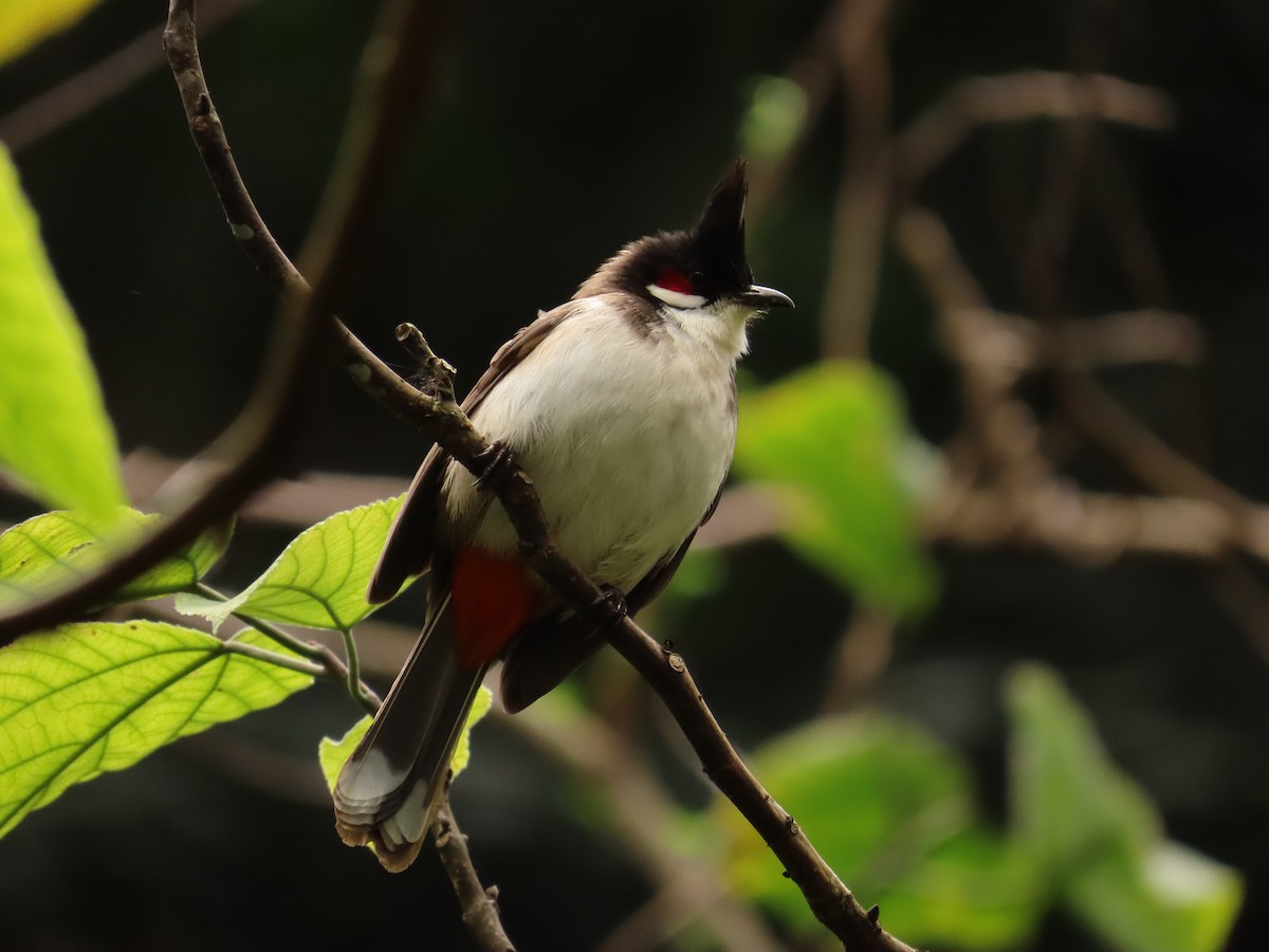 Red-whiskered Bulbul - Jessica Campbell