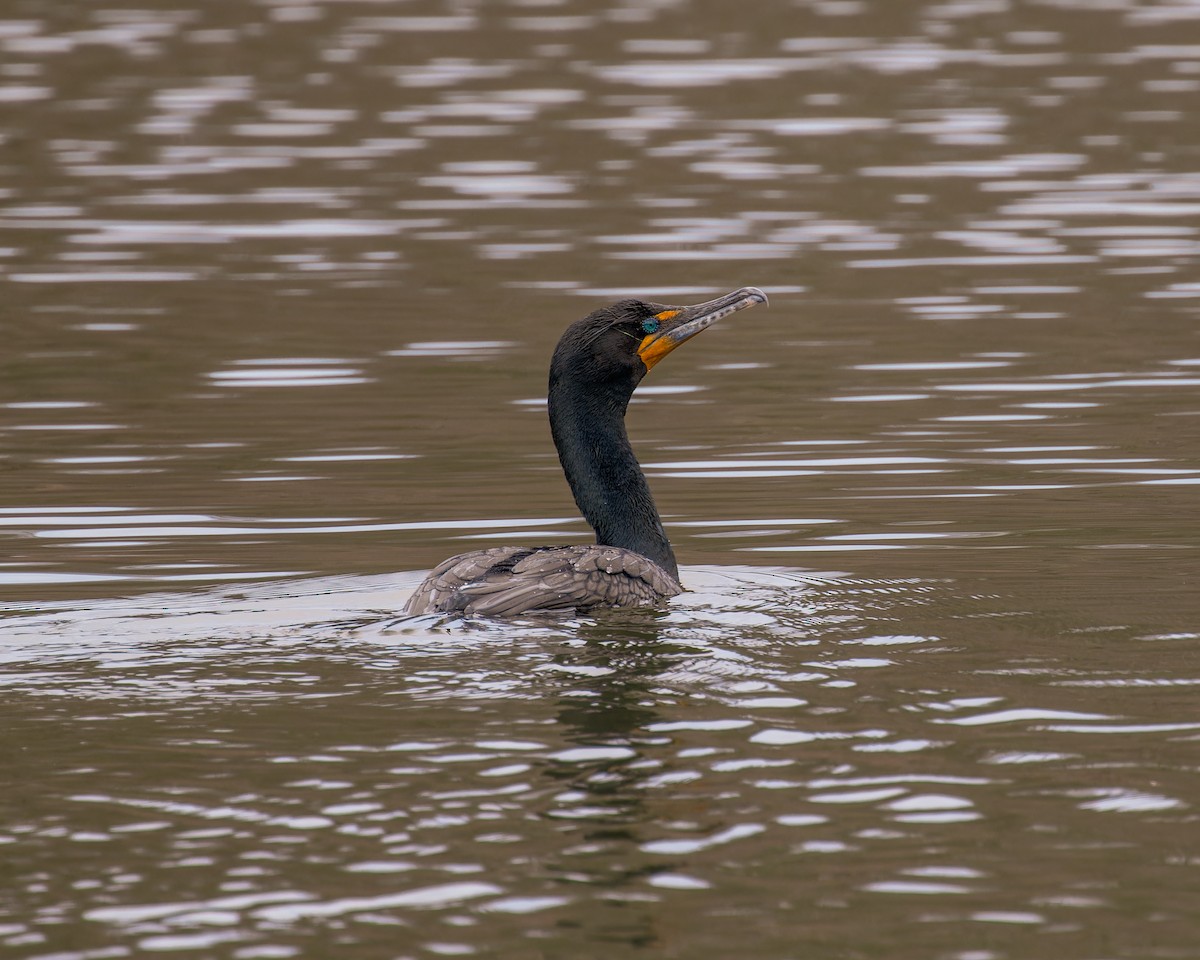 Double-crested Cormorant - ML616132865