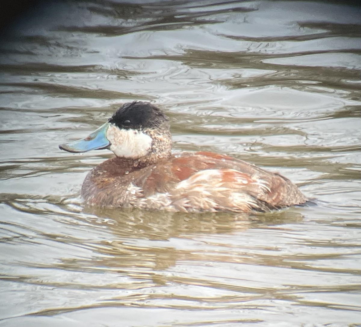 Ruddy Duck - ML616132869