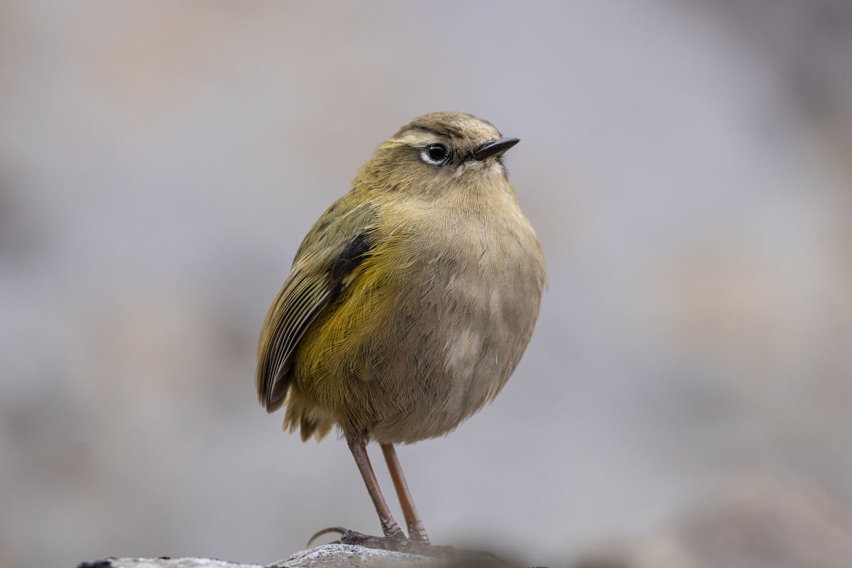 South Island Wren - ML616132878