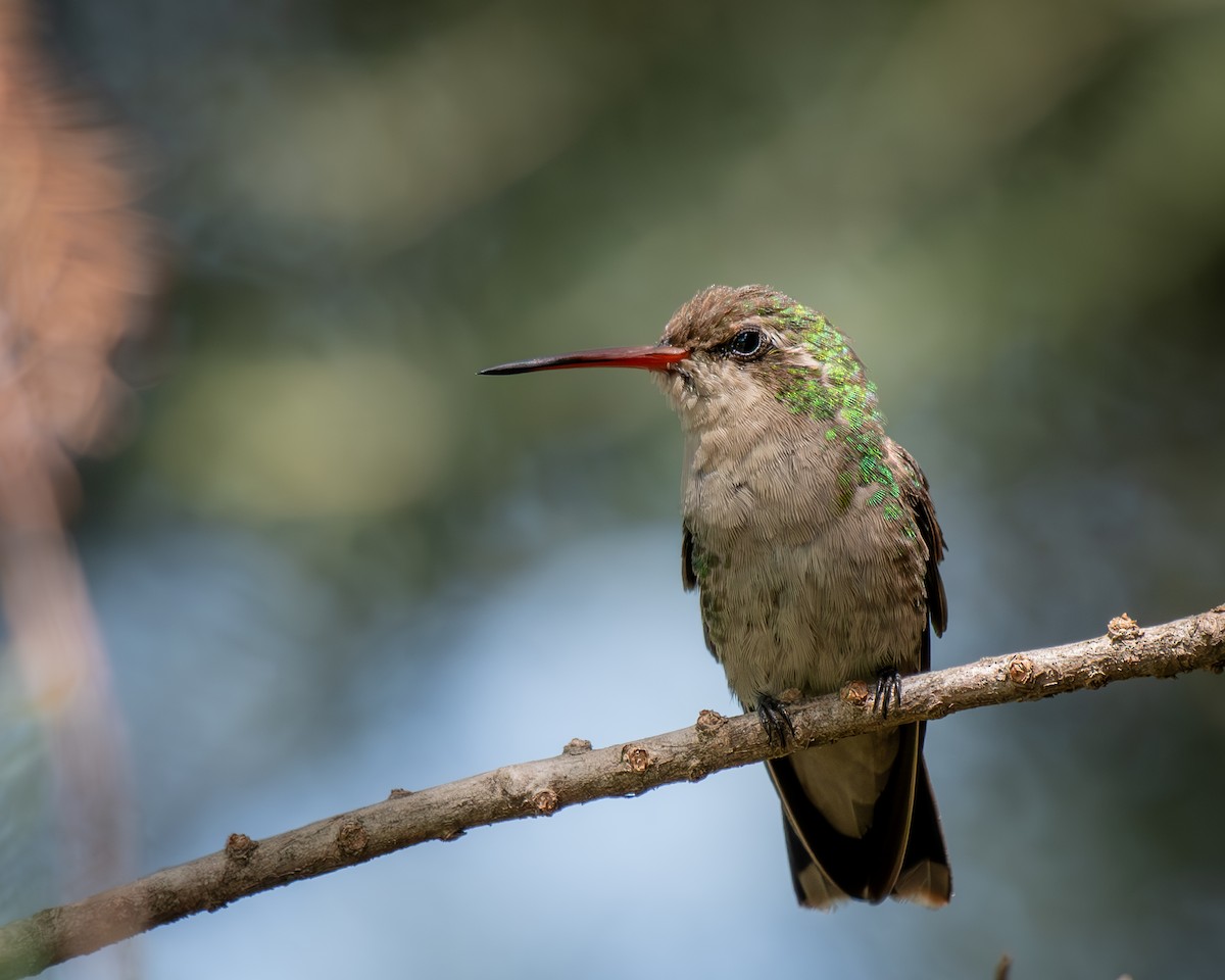 Glittering-bellied Emerald - ML616132898