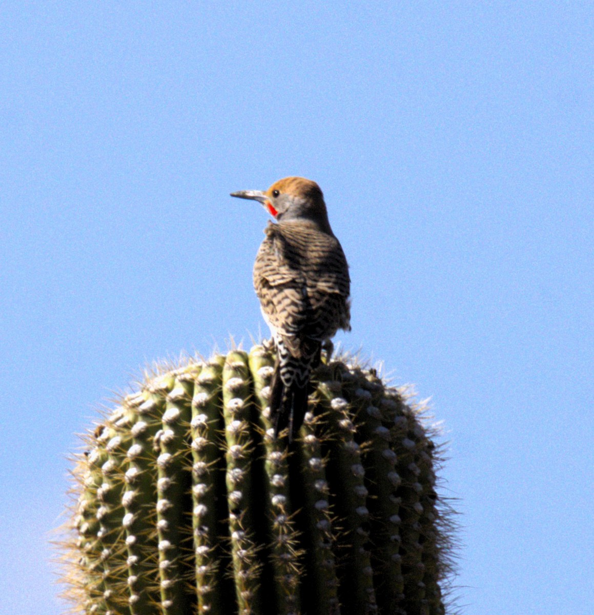 Gilded Flicker - ML616132905