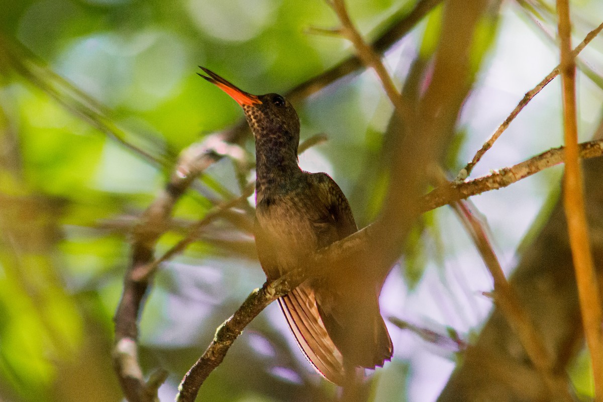 kolibřík safírový - ML616132915