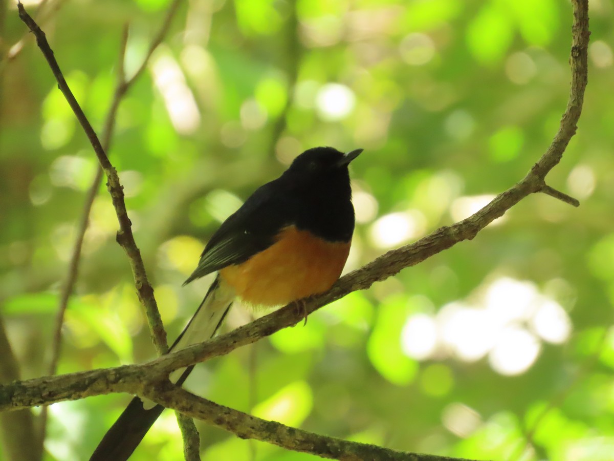 White-rumped Shama - ML616132984