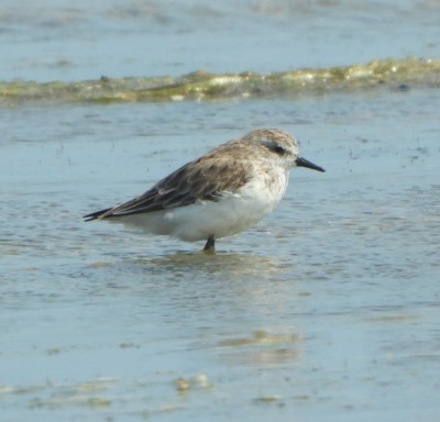 Semipalmated Sandpiper - ML616132986