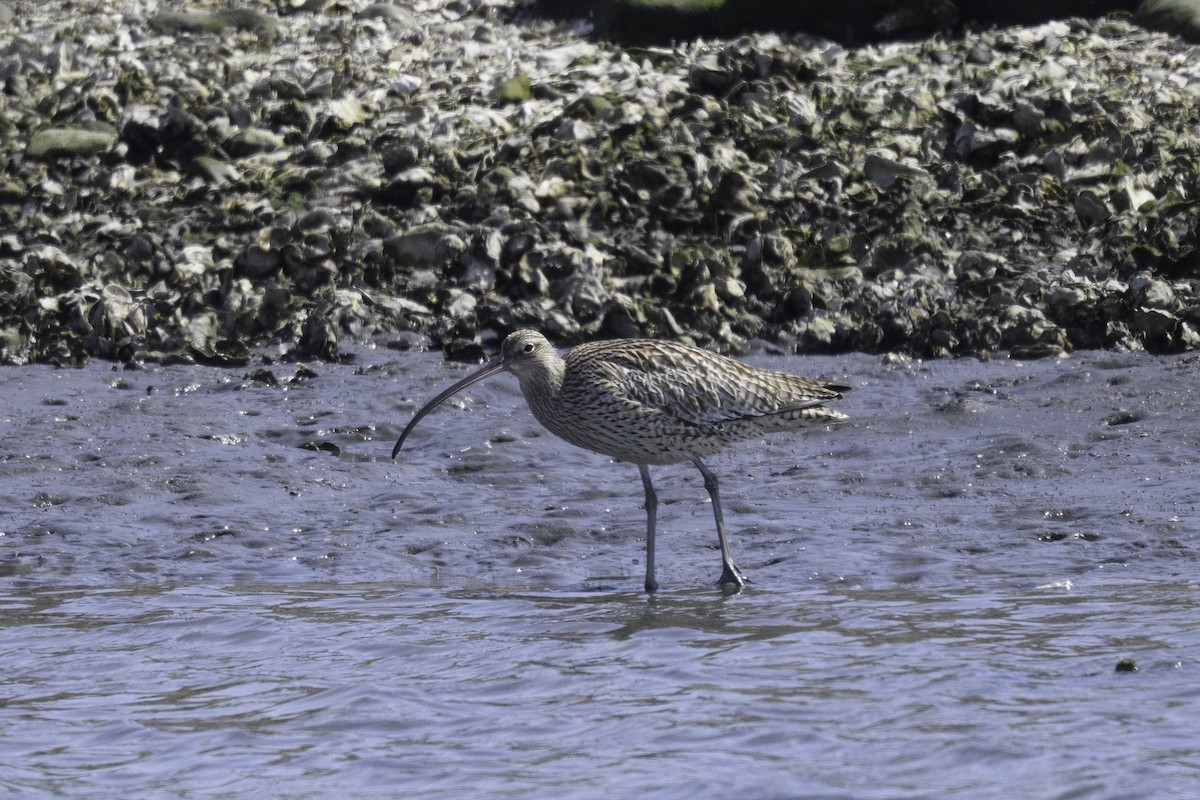 Far Eastern Curlew - Takayuki Sakuma