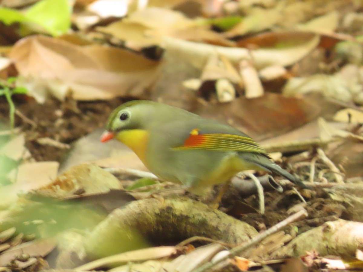 Red-billed Leiothrix - ML616132997