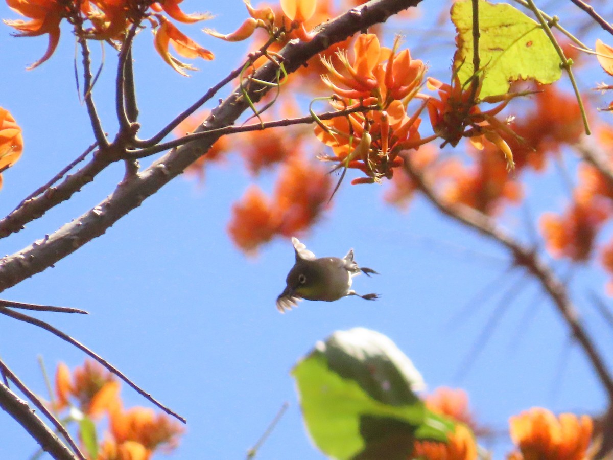 Warbling White-eye - ML616133055