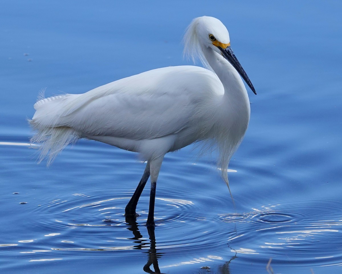 Snowy Egret - Randall M