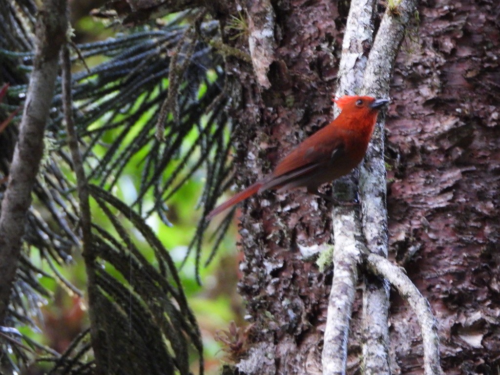 Crested Ant-Tanager - ML616133082
