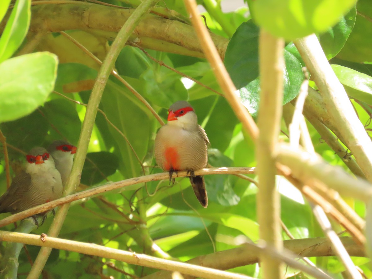 Common Waxbill - ML616133084