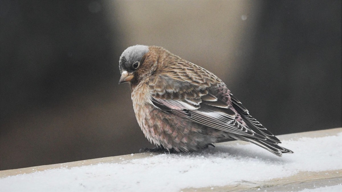 Gray-crowned Rosy-Finch - John Siller