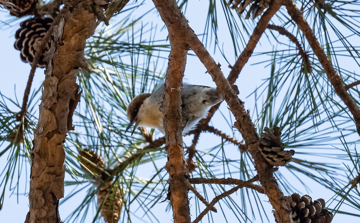Brown-headed Nuthatch - ML616133102