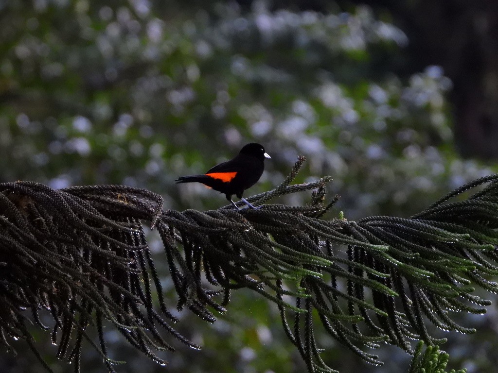 Flame-rumped Tanager - ML616133103