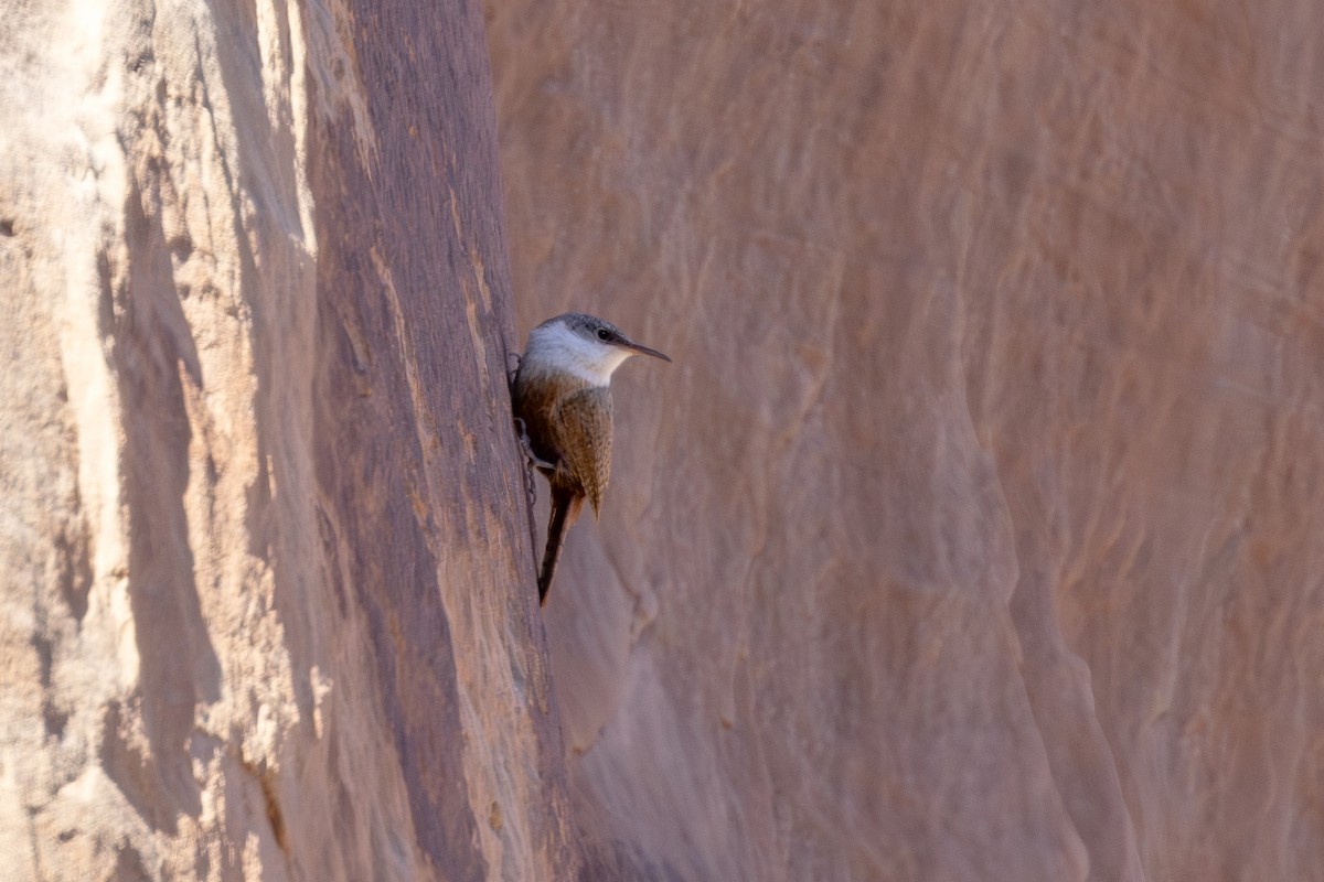 Canyon Wren - Lesley Tullis