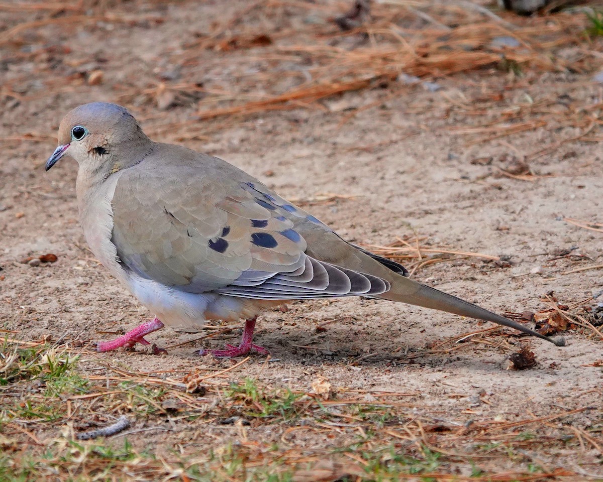 Mourning Dove - Randall M