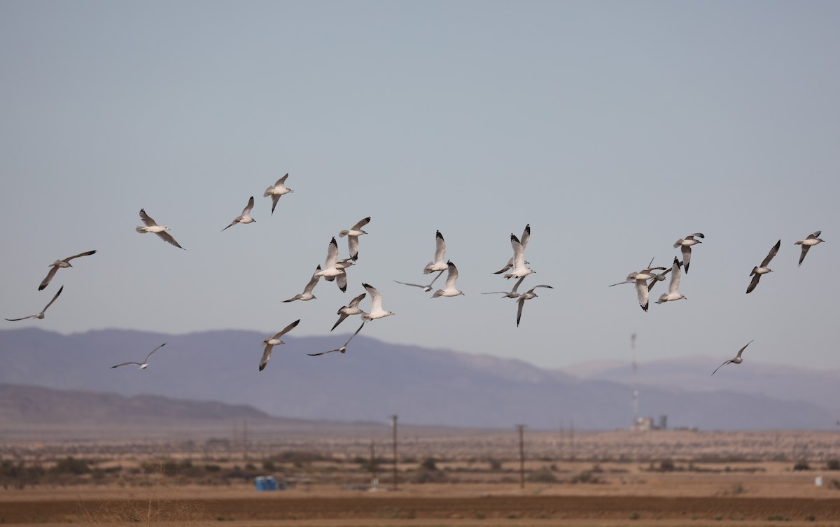 Ring-billed Gull - ML616133241