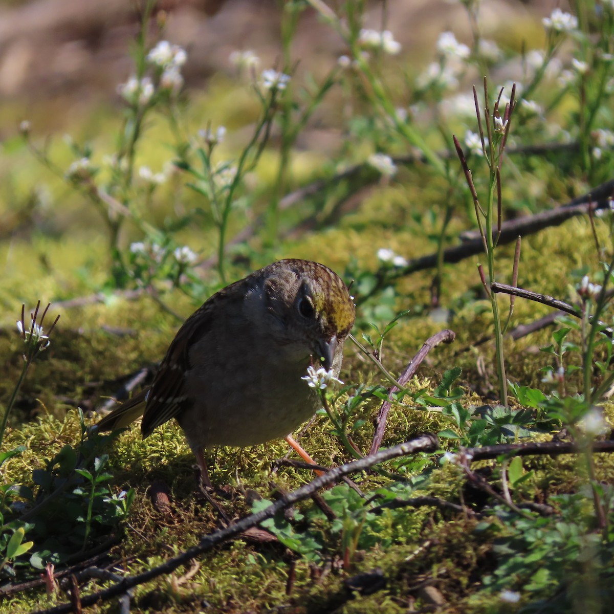 Golden-crowned Sparrow - ML616133309
